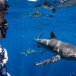 Snorkeling or Swimming with Sharks in Cabo San Lucas - The Pros: Why This Tour Could Be a Great Fit