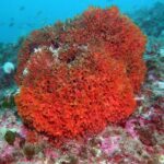 Snorkeling tour around the Isola Bella Nature Reserve - The Experience from Our Readers’ Perspective