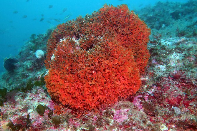 Snorkeling tour around the Isola Bella Nature Reserve - The Experience from Our Readers’ Perspective