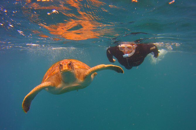 Snorkeling Tour with Sea Turtles and Stingrays - What to Expect During the Tour