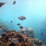 Snorkeling Wildlife in Terceira Island - The Experience from Traveler Reviews