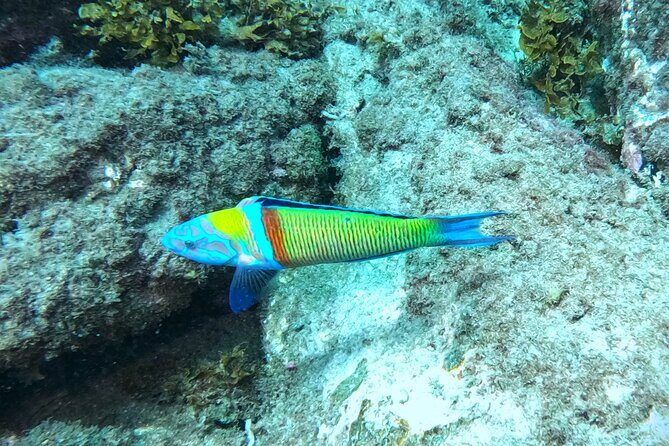 Snorkeling with a Professional Instructor in Tenerife - The Itinerary Breakdown