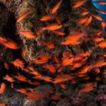 Snorkeling with Marine Biologist Expert from Sorrento - Summary: Is It Worth It?