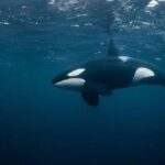 Snorkeling with Orcas In Norway, 4 days All-Inclusive expedition - Frequently Asked Questions