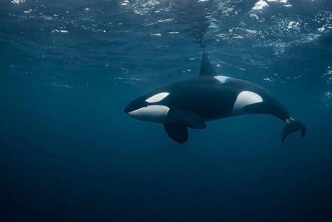 Snorkeling with Orcas In Norway, 4 days All-Inclusive expedition - Frequently Asked Questions