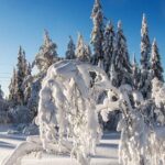 Snowshoe tour in Winter Wonderland - Oslo - What to Expect on Your Snowshoe Adventure