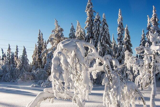 Snowshoe tour in Winter Wonderland - Oslo - What to Expect on Your Snowshoe Adventure
