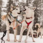 Snowy Trails Husky Safari (5 Km) - The Itinerary in Detail