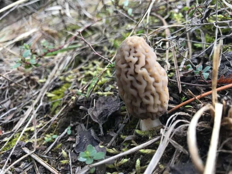 Sofia: Culinary Adventure To The Fungi And Botanical Kingdom - An Overview of the Experience