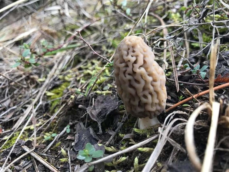 Sofia: Culinary Adventure To The Fungi And Botanical Kingdom - An Overview of the Experience