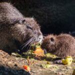 Sofia: Zoo Entry Ticket with Hotel Pickup and Lunch - Who Is This Tour Best For?