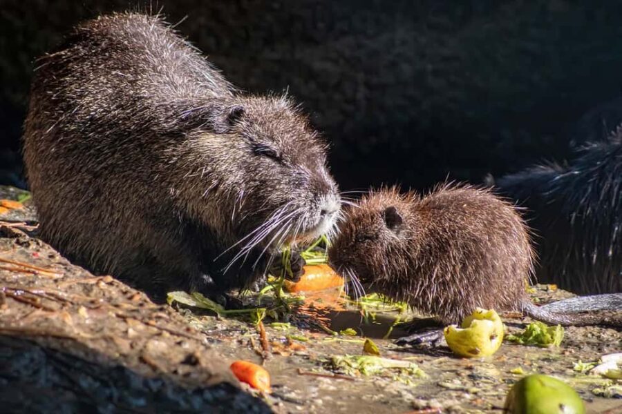 Sofia: Zoo Entry Ticket with Hotel Pickup and Lunch - Who Is This Tour Best For?