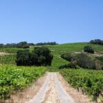 Sonoma Trike and Mindfulness - 3 hour guided tour - A Carefully Curated Itinerary
