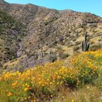 Sonoran Desert To MountainTop Jeep Tour minutes from Scottsdale - Who Should Consider This Tour?