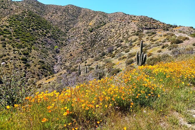 Sonoran Desert To MountainTop Jeep Tour minutes from Scottsdale - Who Should Consider This Tour?