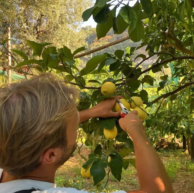 Sorrento: Authentic Lemon Experience in a Farm with Tastings - The Itinerary in Detail