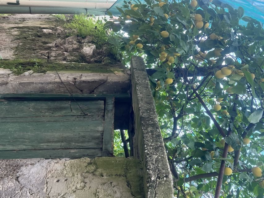 Sorrento: From the Hills to the Sea Hiking Tour - Final Thoughts: Who Will Appreciate This Tour?