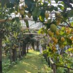 Sorrento: Lemon Garden Tour with Marmalade Tasting - Breaking Down the Itinerary