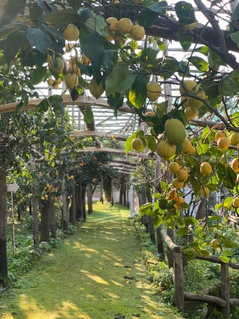 Sorrento: Lemon Garden Tour with Marmalade Tasting - Breaking Down the Itinerary