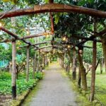 Sorrento Lemon Grove Experience with Local Product Tasting - Practical Details and Tips