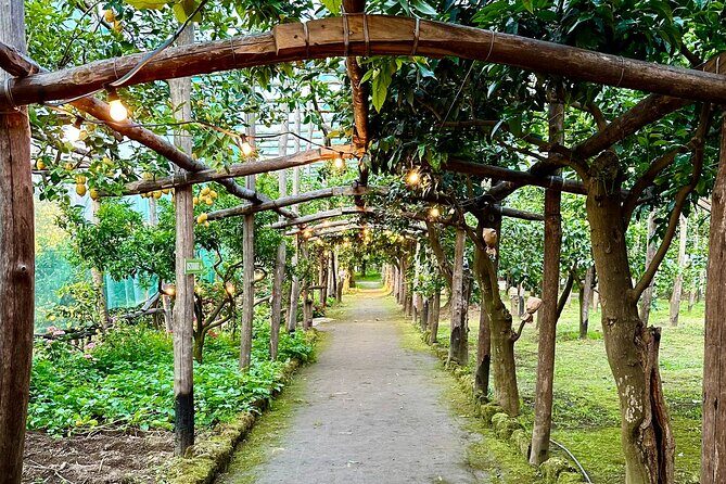 Sorrento Lemon Grove Experience with Local Product Tasting - Practical Details and Tips