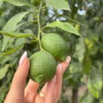Sorrento: Lemon Tour with Limoncello Tasting - Tasting Local Flavors and Artisan Creations