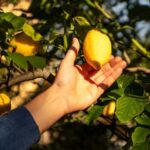 Sorrento: Tasting Local Top Wines with Typical Product - The Setting and Atmosphere