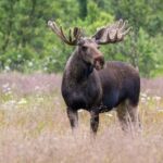 Sortland: Andøya Scenic Route & Wildlife Tour - The Value of the Tour