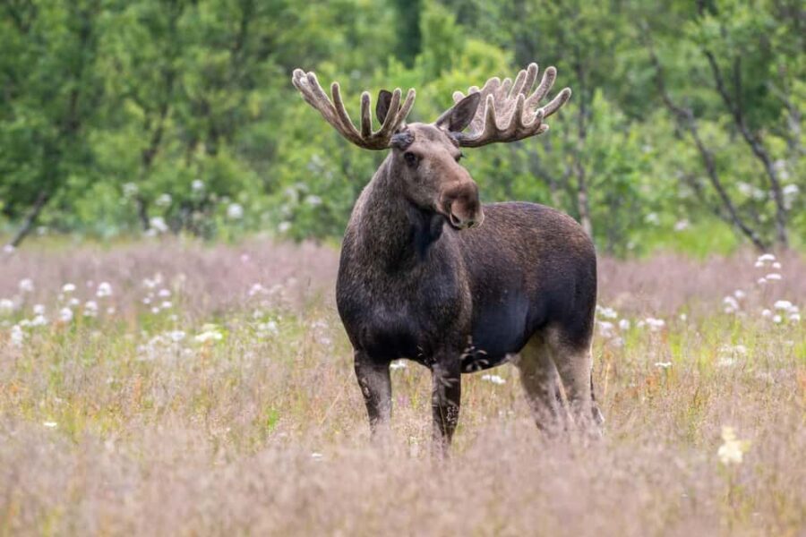 Sortland: Andøya Scenic Route & Wildlife Tour - The Value of the Tour