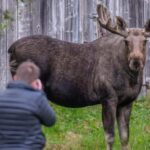 Sortland: Guided Arctic Moose Safari by Car - What You Can Expect During the Tour