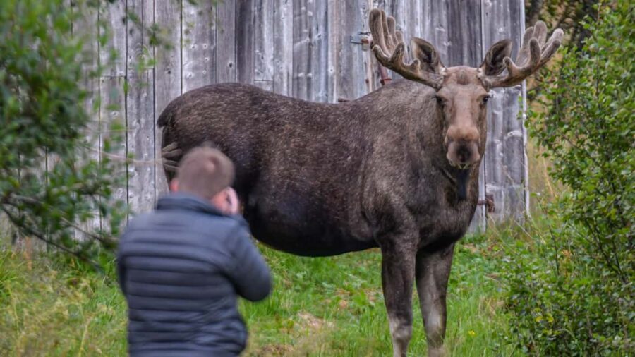 Sortland: Guided Arctic Moose Safari by Car - What You Can Expect During the Tour