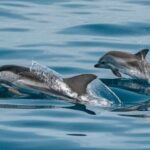 Sotogrande: Dolphin Watching Boat Trip with Drink - Starting Point and Setting Off