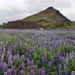 South Coast. Private Day Tour from Reykjavik - Who Will Love This Tour?
