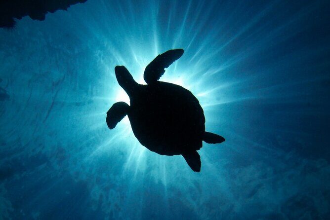 South Maui Discover Scuba Dive - The Marine Life and Scenery