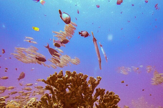 South Maui Shore Dive - Who Should Consider This Tour?