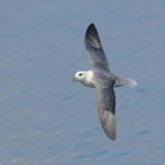 South Queensferry: Birdwatching Cruise with RSPB Guide - Is It Worth the Price?