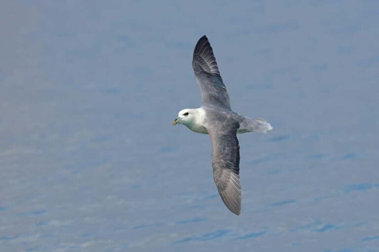 South Queensferry: Birdwatching Cruise with RSPB Guide - Is It Worth the Price?