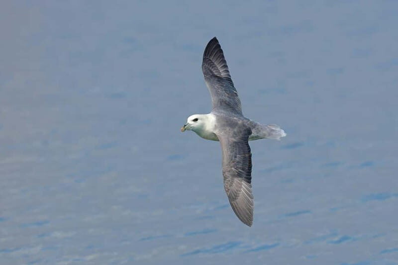 South Queensferry: Birdwatching Cruise with RSPB Guide - Is It Worth the Price?