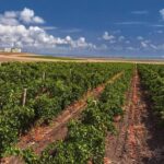 Special History And Wine Tour including Wine Tasting - Who Should Consider This Tour?