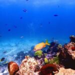 SPECIAL! Snorkel at MUSA - The Underwater Museum Reservation - What to Expect During the Tour