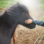 Spectacular South Coast Iceland Private Tour from Reykjavik - FAQ