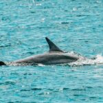 Split: Blue Lagoon & 3 Island Cruise with Wine & Snorkeling - What Makes This Tour Special