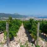 Split: Katela Wine Tasting and Food Pairing - What to Expect Throughout the Day