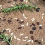 Spoleto: Dining Experience at a Local's Home - The Setting and Meeting Details