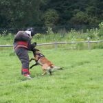 stag dog chase Krakow prank - What Real Participants Say