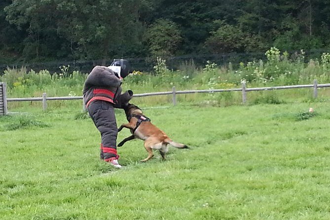 stag dog chase Krakow prank - What Real Participants Say