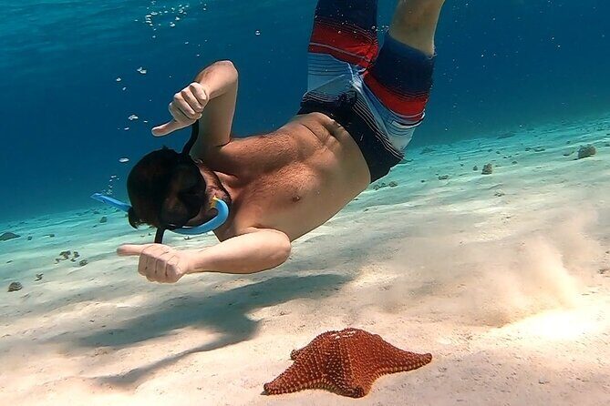 Starfish, Stingrays and the Turtle Sanctuary Snorkeling Tour - The Experience and Guide Quality