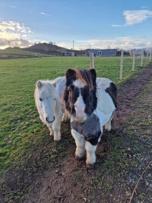 Stirling: Harmony Fields Animal Sanctuary Guided Tour - Why You Might Love This Experience