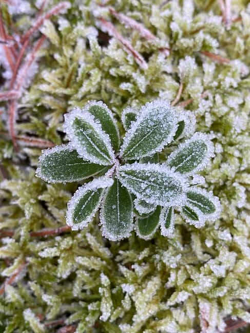 Stockholm: Dog Walk in Nature Reserve with Swedish Fika - Final Thoughts