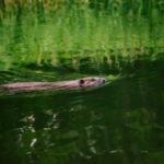 Stockholm: Sunset Canoe Beaver Safari & BBQ on Island - How the Tour Is Structured